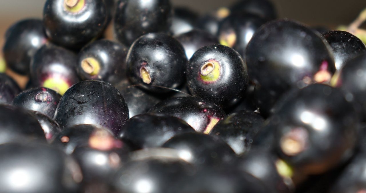 Te azjatyckie śliwki przypominają naszą węgierkę, ale są bardziej aromatyczne /jahiudl /Canva Pro