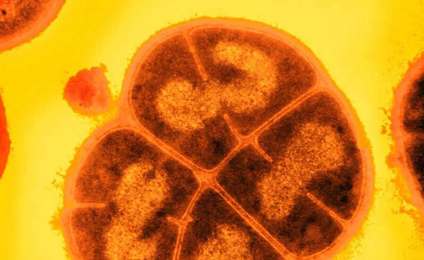 Te bakterie mogłyby przetrwać na Marsie