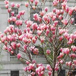 Te błędy nie pozwolą zakwitnąć magnolii. Kiedy i czym je nawozić?