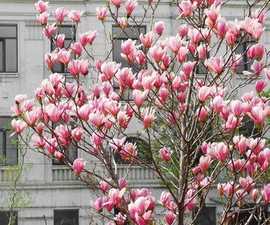 Te błędy nie pozwolą zakwitnąć magnolii. Kiedy i czym je nawozić?