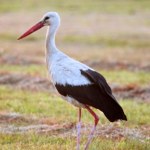 Te bociany nie odlecą do Afryki. Szukają pożywienia w śniegu