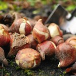 Te cebulki włóż do ziemi już w sierpniu. Inaczej nie zakwitną