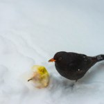 Te ciekawe ptaki coraz częściej przylatują do ogrodów. Wiemy, czym przyciągnąć je do karmnika