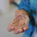 Te gąsienice uwolnią nas od plastikowych torebek?