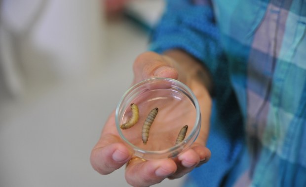 Te gąsienice uwolnią nas od plastikowych torebek?