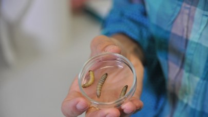 Te gąsienice uwolnią nas od plastikowych torebek?