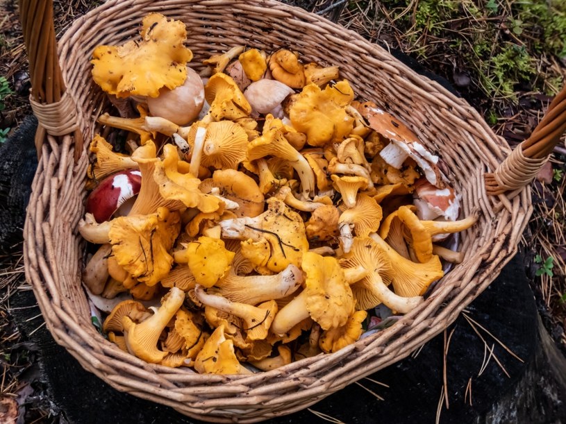 Te gatunki grzybów już rosną w polskich lasach. Podano dokładne lokalizacje