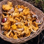 Te gatunki grzybów już rosną w polskich lasach. Podano dokładne lokalizacje