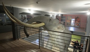 Te giganty były monstrualne. Żyły też w Polsce. To ich pierwsze tropy