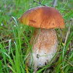 Te grzyby bez trudu wyhodujesz we własnym ogrodzie. Wcale nie boczniaki czy pieczarki