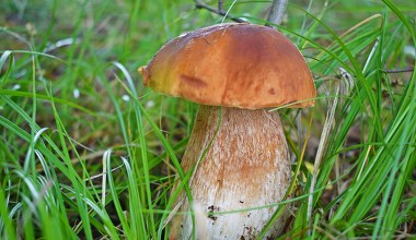 Te grzyby bez trudu wyhodujesz we własnym ogrodzie. Wcale nie boczniaki czy pieczarki