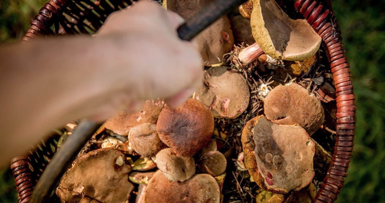 ​Te grzyby mają najmniej robaków. Doświadczony grzybiarz zdradza, gdzie ich szukać /jarmoluk /Pixabay.com
