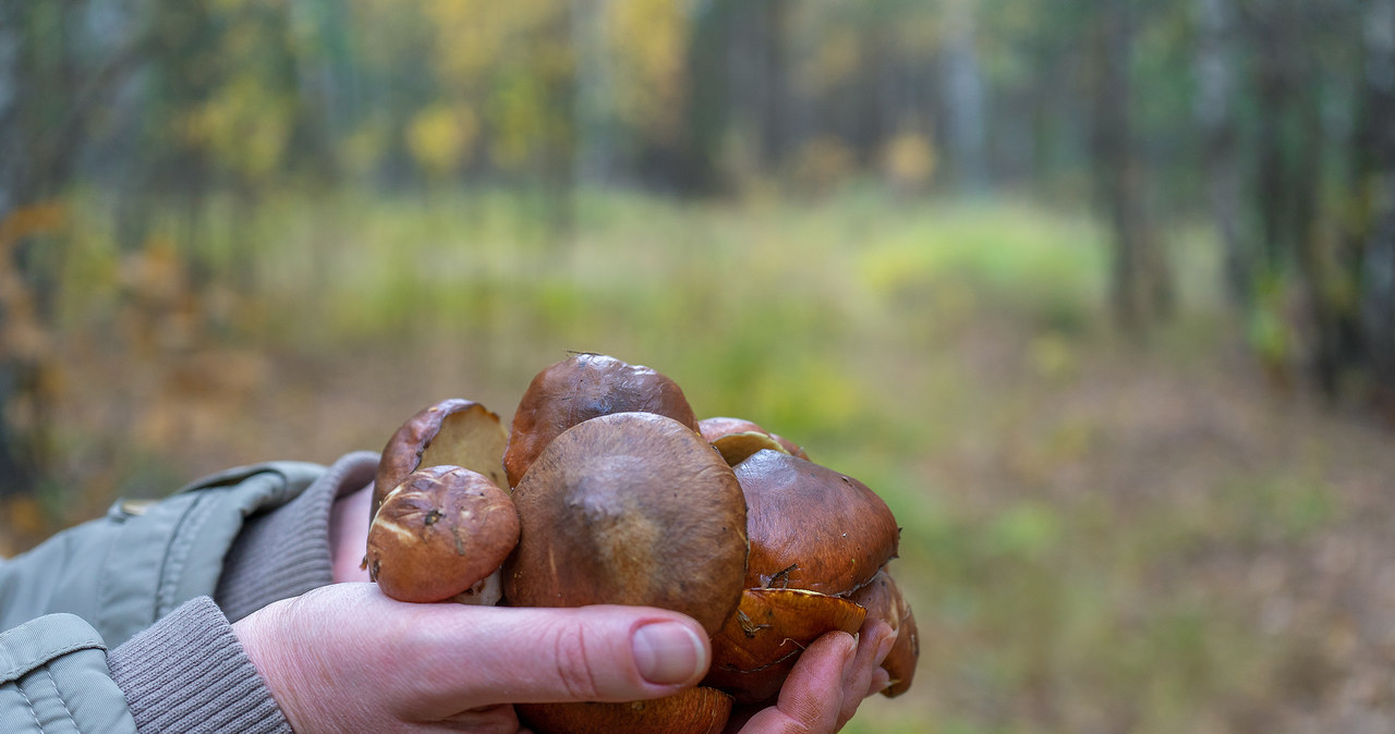 Te grzyby można znaleźć w lesie nawet w drugiej połowie listopada /123RF/PICSEL