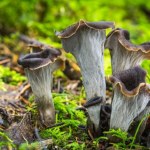 Te grzyby są jadalne, mimo że mają blaszki. Znasz je wszystkie?