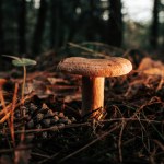 rydze Te grzyby są już w lasach w całej Polsce. Idealne do marynowania