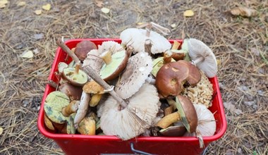 Te grzyby są już w lasach w całej Polsce. Tu znajdziesz ich najwięcej 