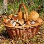 Te grzyby są już w lasach. Z tych miejsc wrócisz z pełnym koszem 