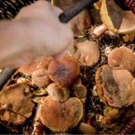 ​Te grzyby są najmniej robaczywe. Doświadczony grzybiarz zdradza, gdzie ich szukać