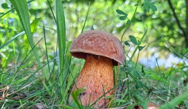 Te grzyby są pod ścisłą ochroną. Za zebranie możesz dostać wysoki mandat