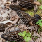 Te grzyby spotkasz w lesie już wczesną wiosną. Nie pomyl z trującymi