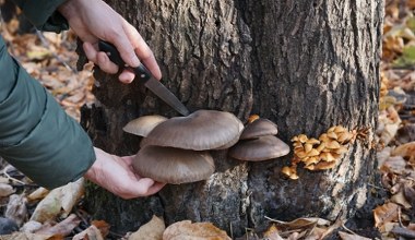 Te grzyby wciąż możesz znaleźć w lesie. Niestraszny im nawet mróz