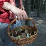 Te grzyby znajdziesz w lesie w lipcu. Grzybiarze zacierają ręce