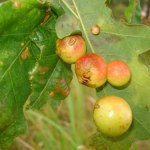 Te jabłuszka znajdziesz na dębie. Nie uwierzysz, co jest w środku