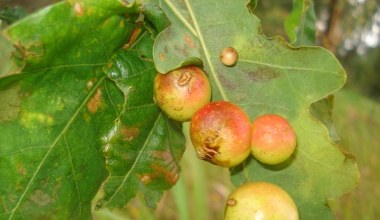 Te jabłuszka znajdziesz na dębie. Nie uwierzysz, co jest w środku