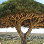 Te kosmiczne drzewa rosną tylko w jednym miejscu na świecie. Są zagrożone