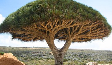 Te kosmiczne drzewa rosną tylko w jednym miejscu na świecie. Są zagrożone