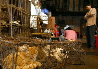 Te koty trafią na stół chińskiego smakosza lub będą częścią futra /AFP