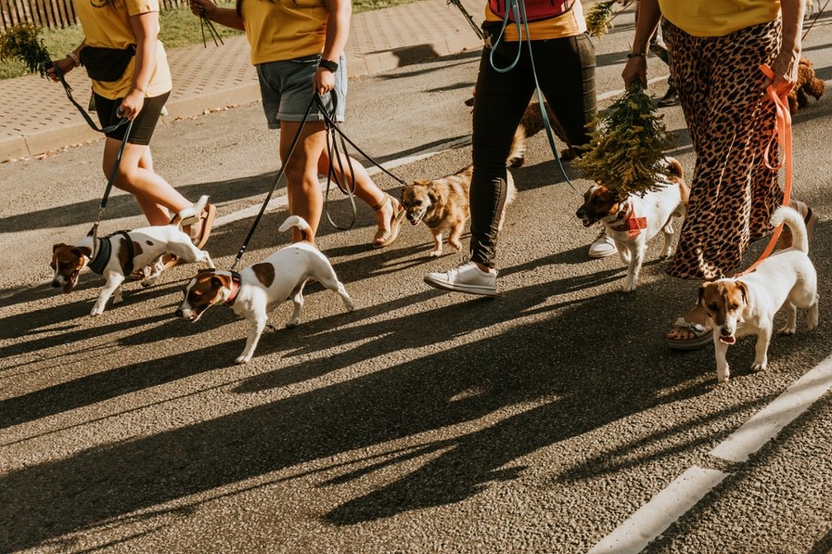 Te kraje w Europie kochają psy najbardziej! Zobacz, gdzie mieszka najwięcej czworonogów /Shutterstock