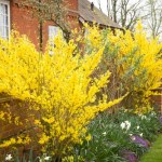 Te krzewy kwitną jako pierwsze. Ożywiają ogród już początkiem marca