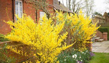 Te krzewy kwitną jako pierwsze. Ożywiają ogród już początkiem marca