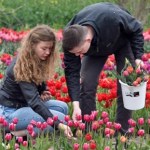 znani ludzie Te kwiaty noszą imiona znanych Polaków. Nie zgadniesz, jak wygląda chrzest tulipana