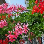 pelargonie Te kwiaty są odporne na ulewy, wiatr i ostre słońce. Idealne na balkon