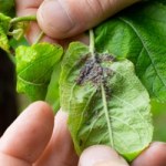 Te kwiaty to postrach mszyc. Warto mieć je obok grządek i rabat