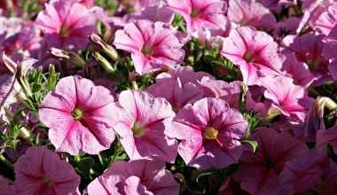 Te kwiaty wysiej w styczniu. Ogr&oacute;d szybko zmieni się w łąkę