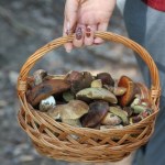 Podkarpacie Te lasy na Podkarpaciu są pełne grzybów. Takiego wysypu dawno nie widzieli