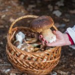 Te lasy toną w borowikach i podgrzybkach. Wysyp, jakiego dawno nie było 