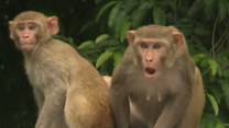 Te małpy to najwredniejsze zwierzęta świata!