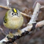 Te maluch waży tylko kilka gramów. Spędza zimę w Polsce