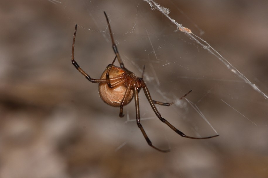 Walka z pająkami w domu: proste triki, które musisz znać!