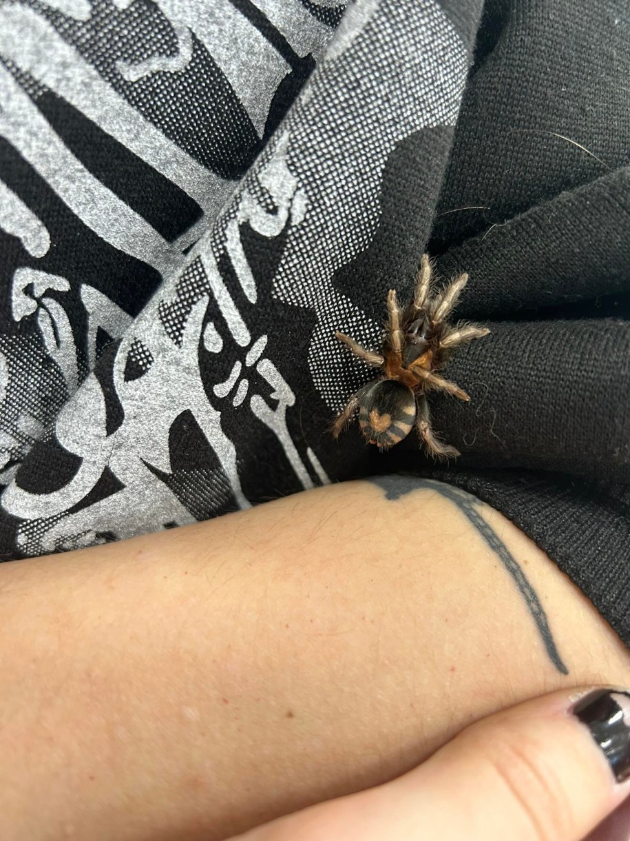 Te miniaturowe ptaszniki kupowane są jako prezent na Walentynki. /Aneta Łuczkowska, RMF FM /RMF FM - reporter