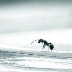 Te mrówki to plaga. Przejmują osiedla, odcinają prąd i internet