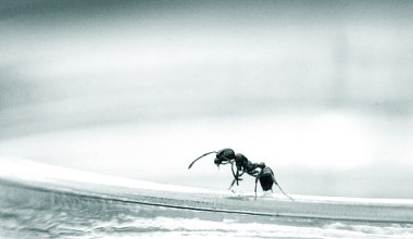 Te mrówki to plaga. Przejmują osiedla, odcinają prąd i internet