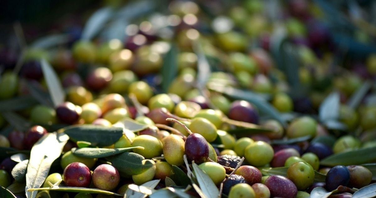 Te niepozorne owoce mogą zrewolucjonizować podejście do leczenia otyłości i cukrzycy /CanvaPro /INTERIA.PL