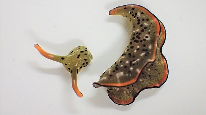 Te niezwykłe morskie ślimaki potrafią dokonać na sobie dekapitacji i zregenerować ciało /Geekweek