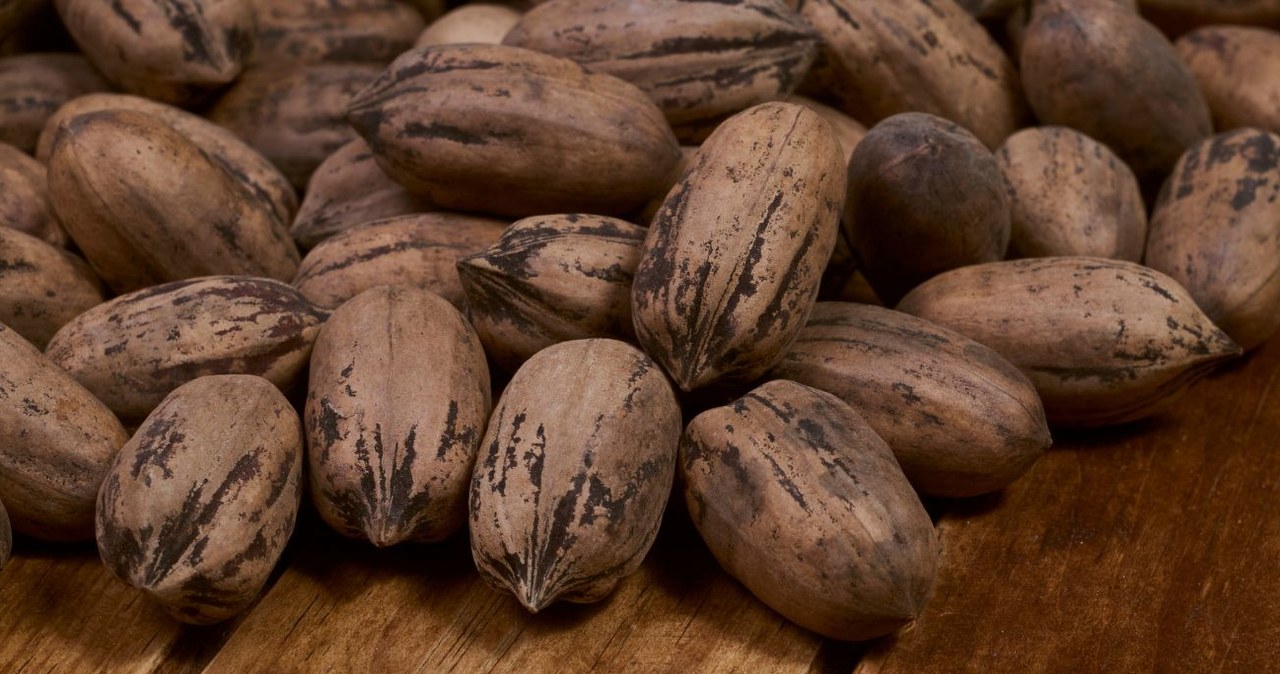 Te orzechy z Ameryki Północnej doskonale smakują i wspierają nasz organizm. /Pablo Merat /Canva Pro