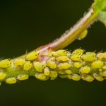 Te owady to skarb, który uratuje twój ogród. Najlepszy sposób na mszyce